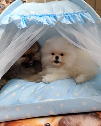 Spitz di pomerania nano