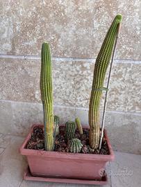 Grande composizione di cactus in fioriera