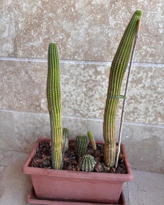Grande composizione di cactus in fioriera