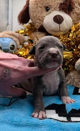 American pitbull terrier