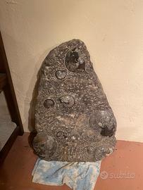 Fossile ammonite