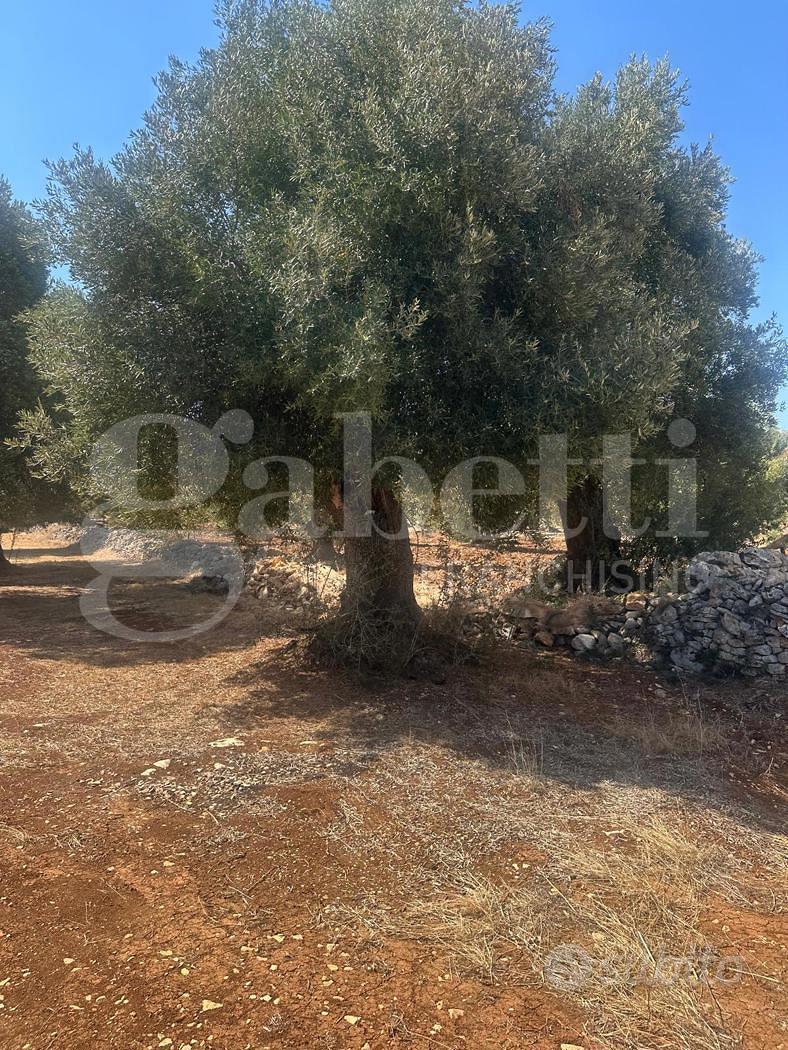 Terreno Agricolo Ostuni [Cod. rif 3257534VCG] - Vista 5