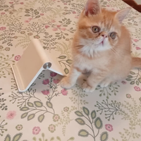 Gatti persiani exotic shorthair