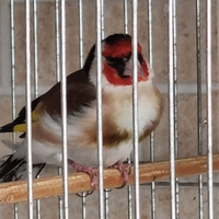 Cardellino mayor