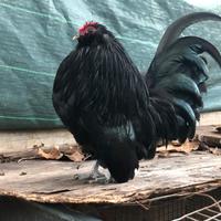 Galline ornamentali