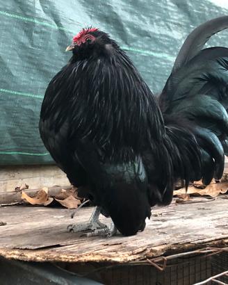 Galline ornamentali