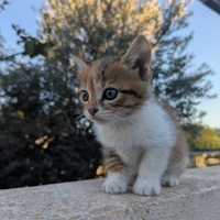 Gattini