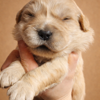 Golden Retriever Americano Cuccioli