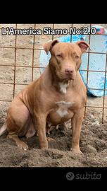 Cucciola Di American Pitbull Ukc