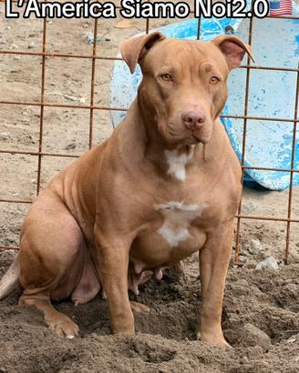 Cucciola Di American Pitbull Ukc
