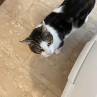 Bamby gatto 2 anni