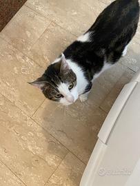 Bamby gatto 2 anni
