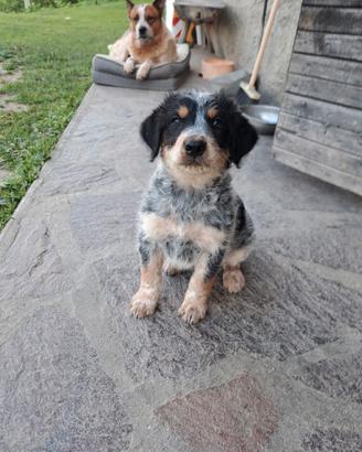 Cuccioli per la vita
