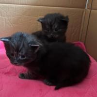 Maine coon incrocio ragdoll