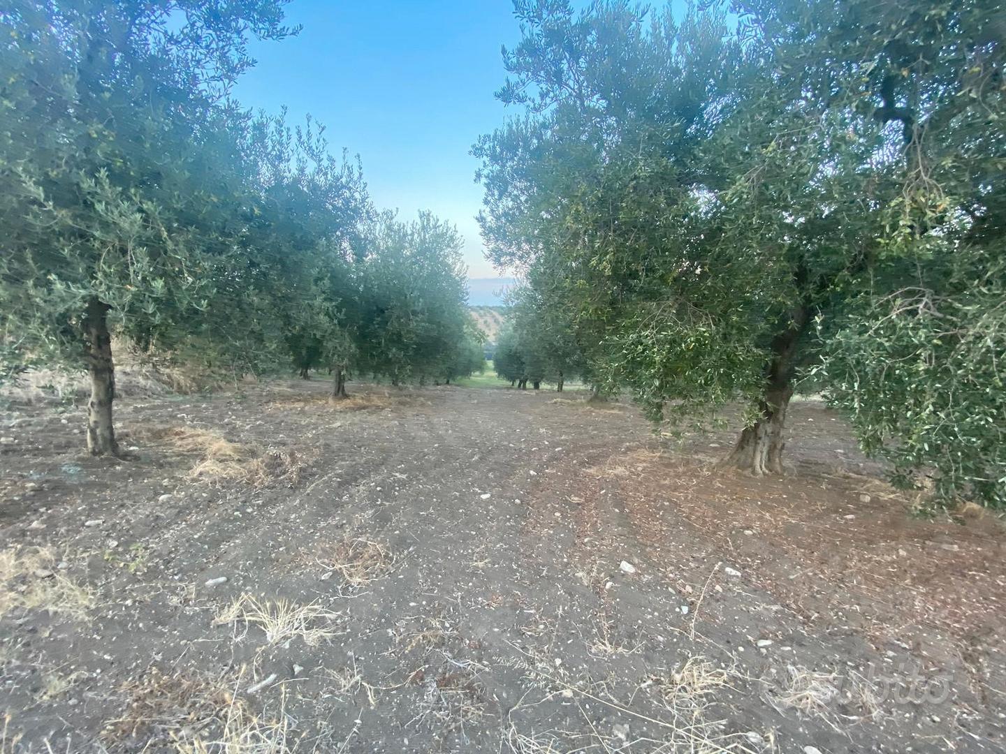 Terreno con oliveto zona convento rif.743 - Altro