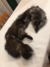 Coda di Volpe Argentata