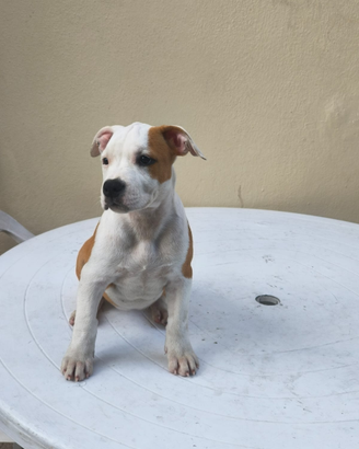 Amstaff