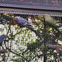 Parrocchetti dal collare