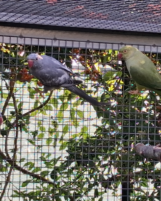 Parrocchetti dal collare