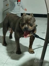 American Bully