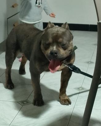 American Bully