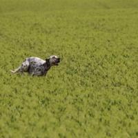 X monta con cagnetto inportanti