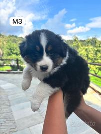 Cucciolo di Pastore Australiano M3