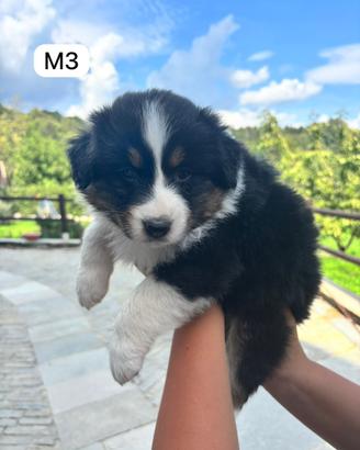 Cucciolo di Pastore Australiano M3