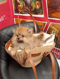 Spitz di Pomerania Femmina