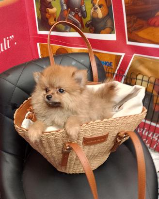 Spitz di Pomerania Femmina
