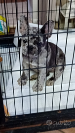 Cucciola bulldog francese