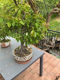 Bonsai Melo Cotogno giapponese, vaso fatto a maNo