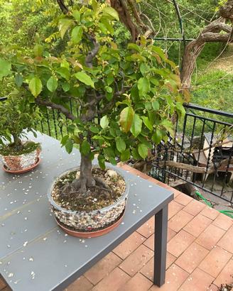 Bonsai Melo Cotogno giapponese, vaso fatto a maNo