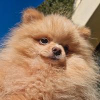 Pomerania
