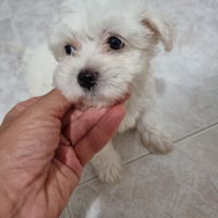 Cucciolo di Maltese Toy 2 mesi