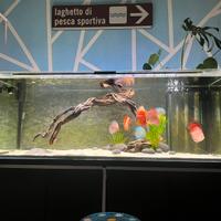 Acquario 600lt