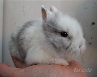 Coniglietti nani