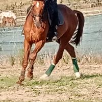 Cavallo dressage