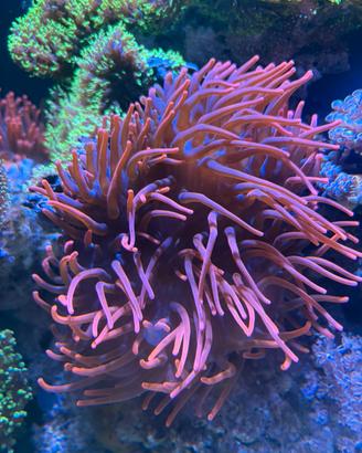 Anemone acquario marino coralli