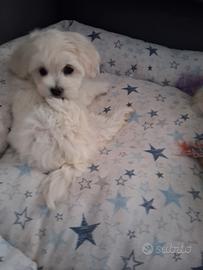 Cucciole Maltese