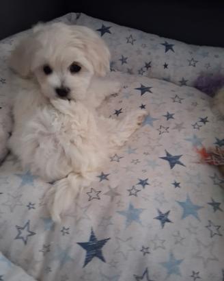 Cucciole Maltese