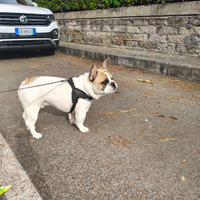 Bulldog francese maschio