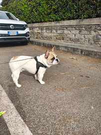 Bulldog francese maschio