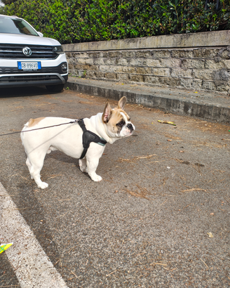 Bulldog francese maschio