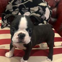 Cuccioli di 2 mesi di Boston Terrier