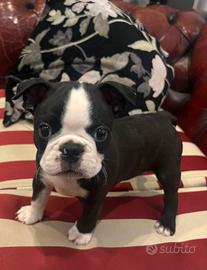 Cuccioli di 2 mesi di Boston Terrier