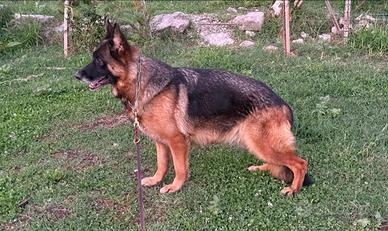 Pastore tedesco