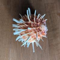 splendida conchiglia da collezione 