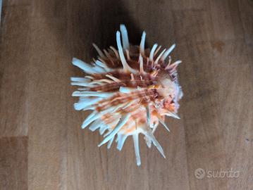 splendida conchiglia da collezione 