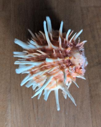 splendida conchiglia da collezione 